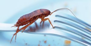 do cockroaches bite - can cockroaches carry disease