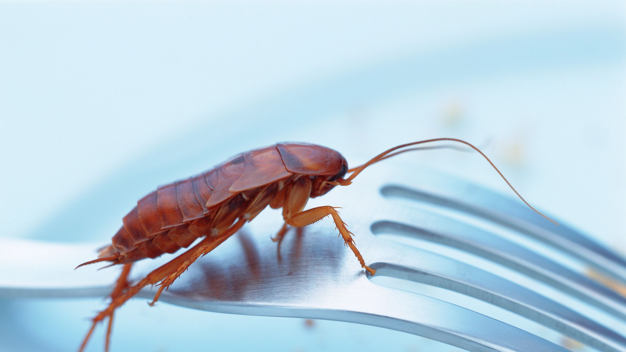 Do Cockroaches Bite Humans? - How Cockroaches Can Spread Disease