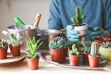 cómo preparar la tierra para cactus y suculentas