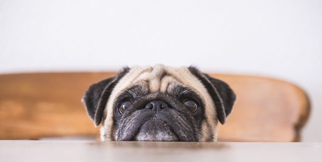 Dealing with Dog Boredom? Here Are 7 Things to Do!