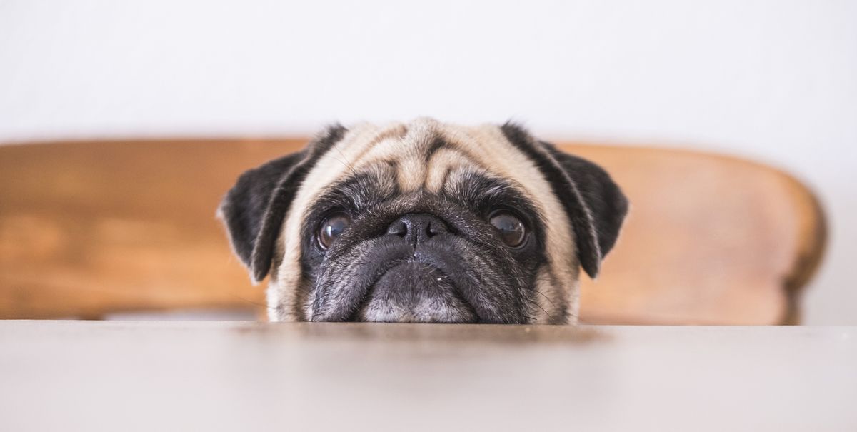 pug's head leaning on tabletop