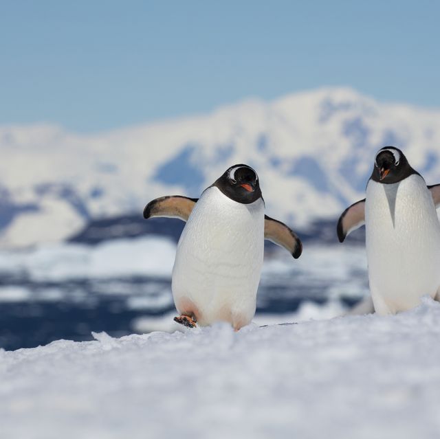 two gentoo penguins pygoscelis papua, peterman island, near lemaire channel, graham land, antarctic peninsula, antarctica