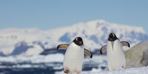 two gentoo penguins pygoscelis papua, peterman island, near lemaire channel, graham land, antarctic peninsula, antarctica