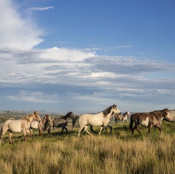 Herd, Pasture, Sky, Grassland, Horse, Wildlife, Natural landscape, Ecoregion, Cloud, Mustang horse, 