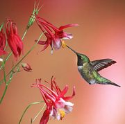 the ruby throated hummingbird archilochus colubris is a species of hummingbird that generally spends the winter in central america and migrates to eastern north america for the summer to breed it is by far the most common hummingbird seen east of the mississippi river in north america