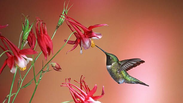 Floral Hummingbird Garden