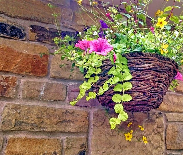 Hanging Garden Advice: How To Create Your Own Hanging Garden