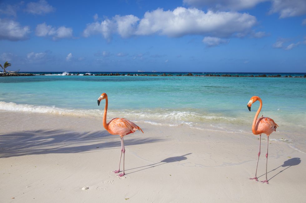 Greater flamingo, Flamingo, Bird, Water bird, Sky, Vacation, Beach, Pink, Sea, Caribbean, 