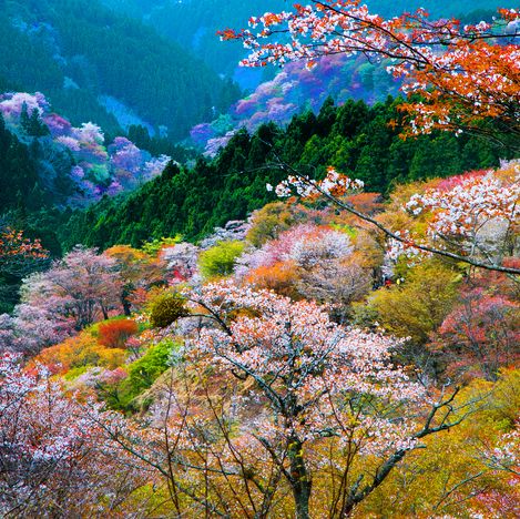yoshino cherry trees in japan