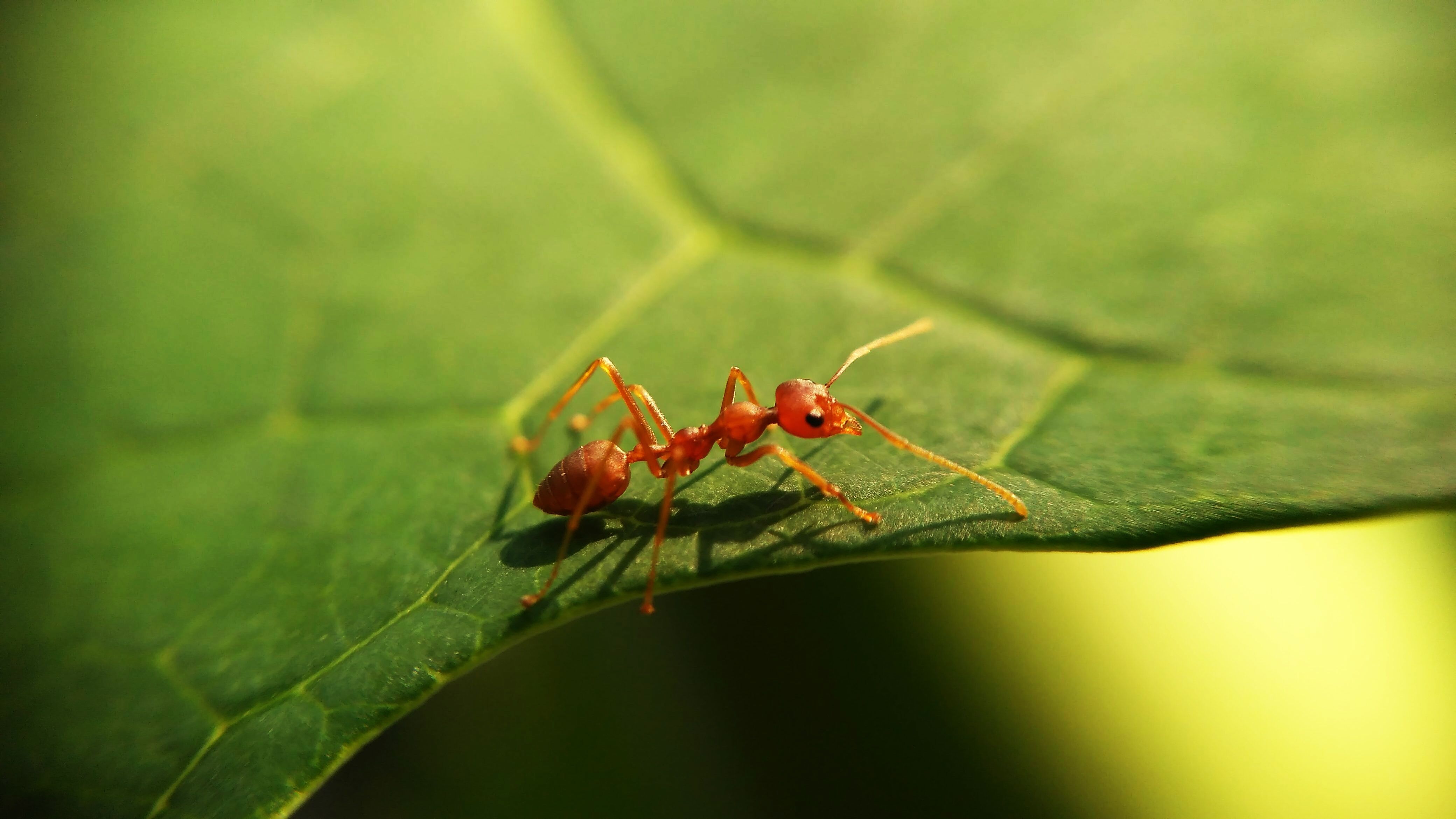 Ant Bites Symptoms, Prevention, and Treatment, According to Experts