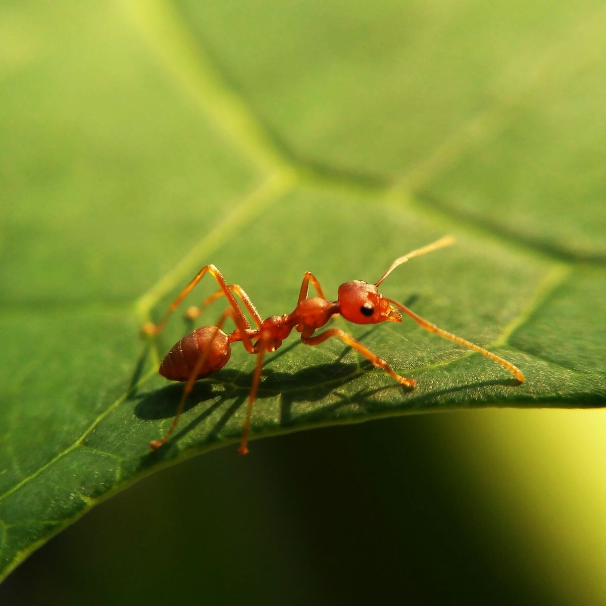 ant bites, extreme close up of red ant on leaf