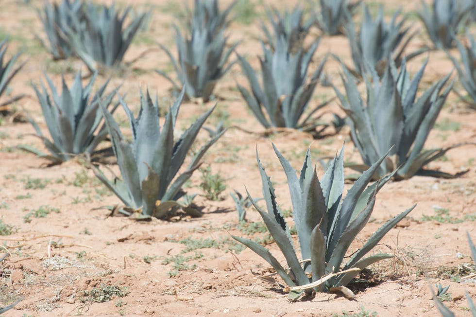 Plant, Agave azul, Agave, Flowering plant, Plant community, Botany, Terrestrial plant, Flower, Aloe, Succulent plant, 