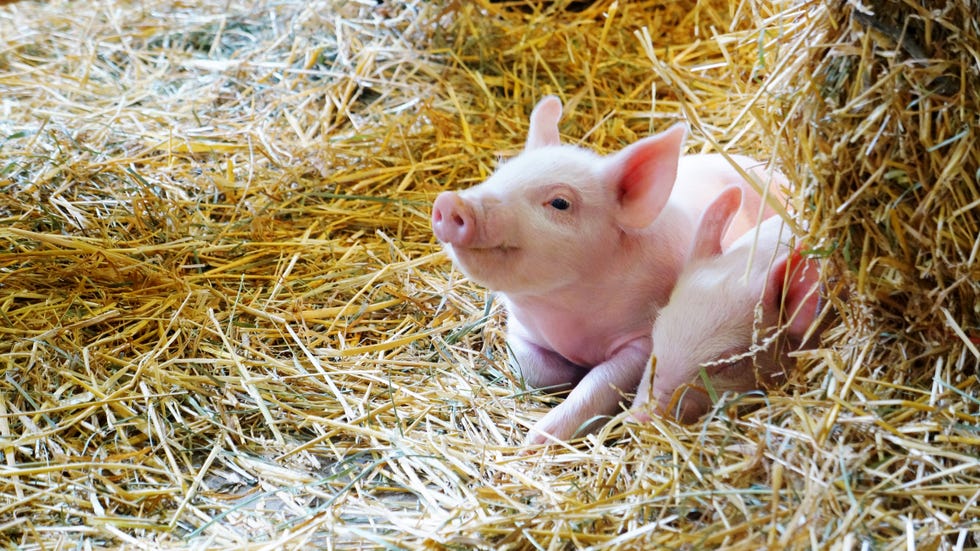 Animal Sanctuary Seeks Human Volunteers to Cuddle Pigs - Pig Cuddling Job