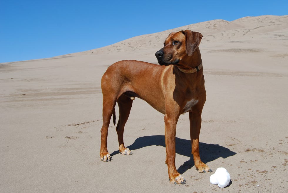 rhodesian ridgeback dog standing at great sand dunes national park