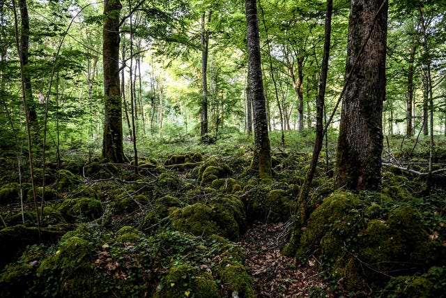 Het elfde nationale park van Frankrijk dat op drie uur rijden van Parijs ligt beschermt een uniek ecosysteem van laaglandbos