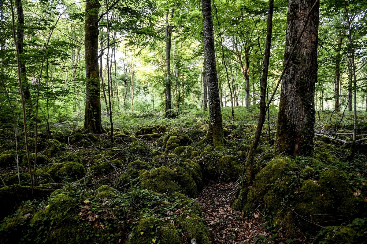 Het elfde nationale park van Frankrijk dat op drie uur rijden van Parijs ligt beschermt een uniek ecosysteem van laaglandbos