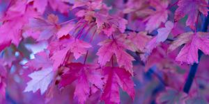 Full frame of maple leaves in pink and purple, Melbourne