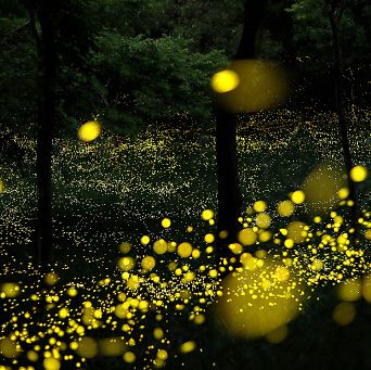 Nature, Yellow, Water, Night, Lighting, Tree, Street light, Plant, Photography, Branch, 