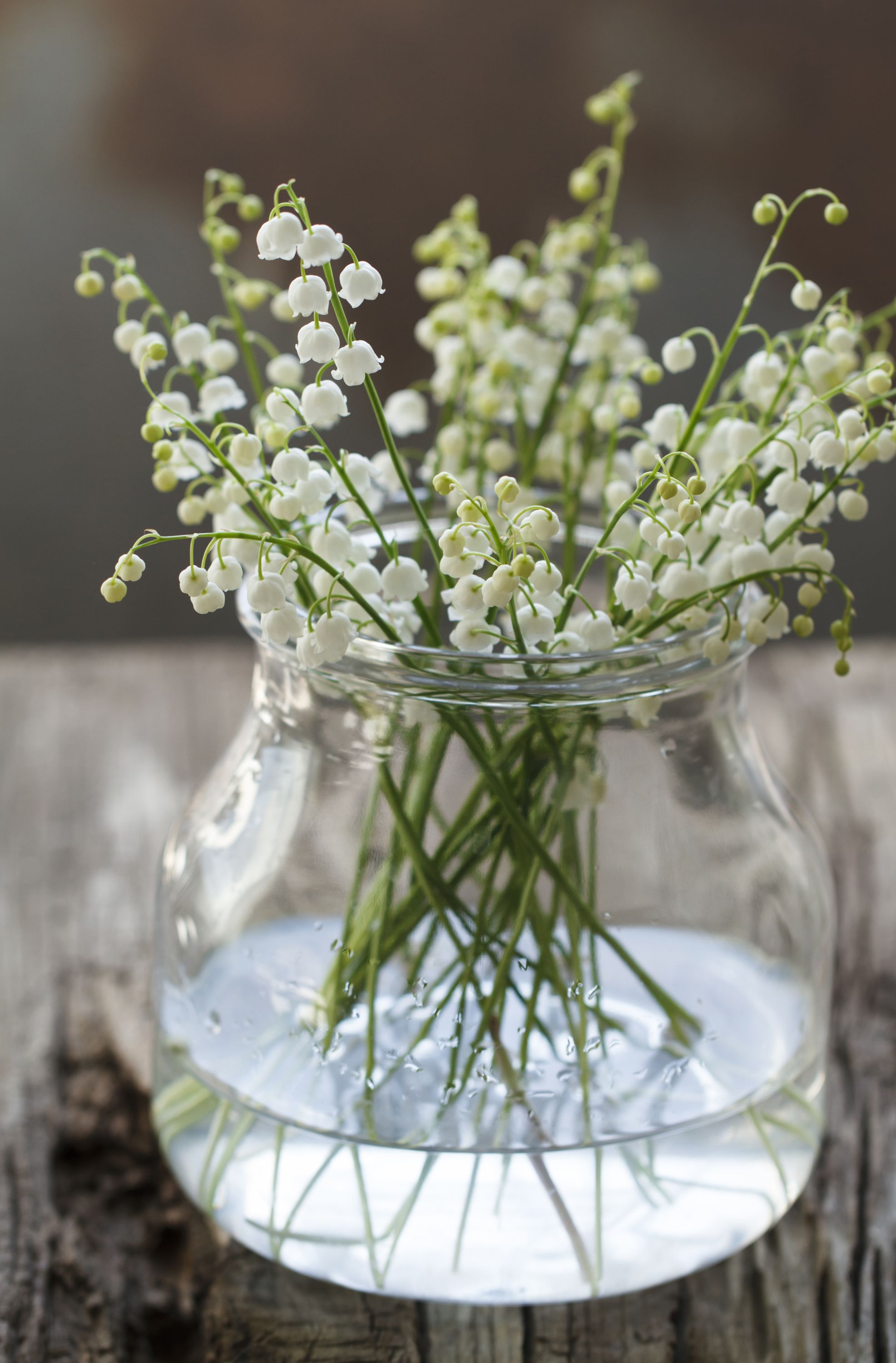 ハッピーを引き寄せる！ 12星座別おすすめな花｜ELLE DECOR