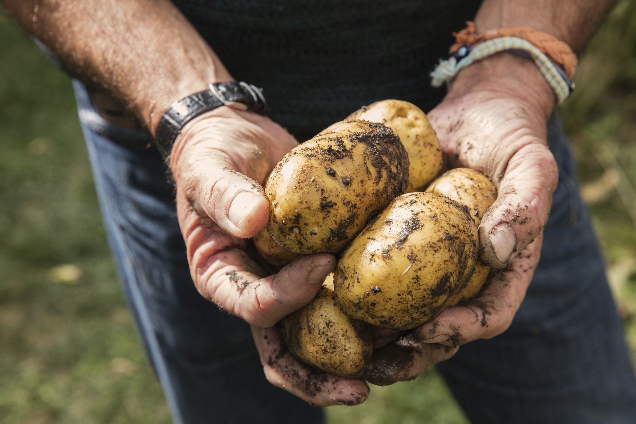 Are Potatoes Healthy? - Potato Nutrition, Weight Loss, Diet