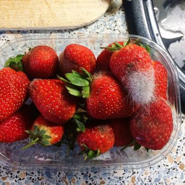 strawberries going bad
