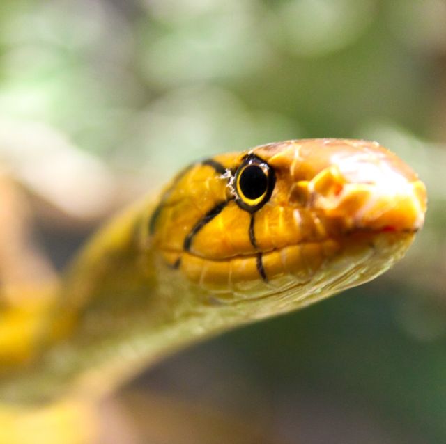 Reptile, Snake, Scaled reptile, Garter snake, Serpent, Colubridae, Close-up, Elapidae, Mamba, Eye, 