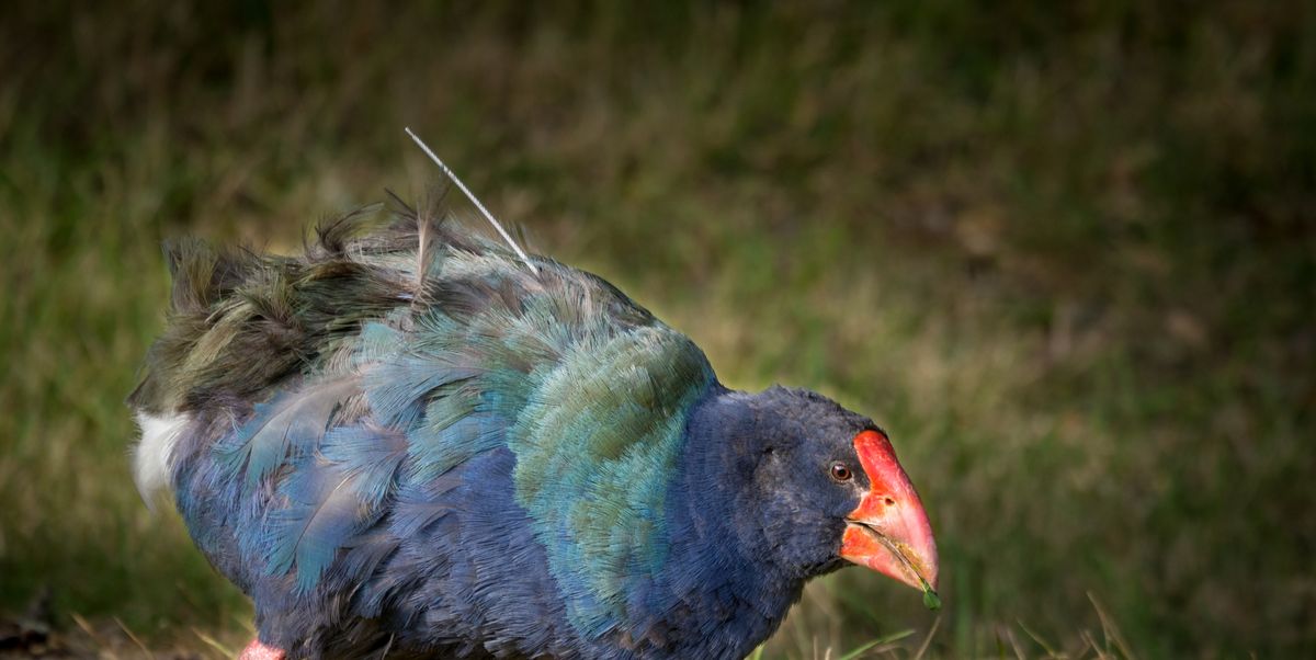 The thought of the extinct Takahe was released into the wild in New Zealand