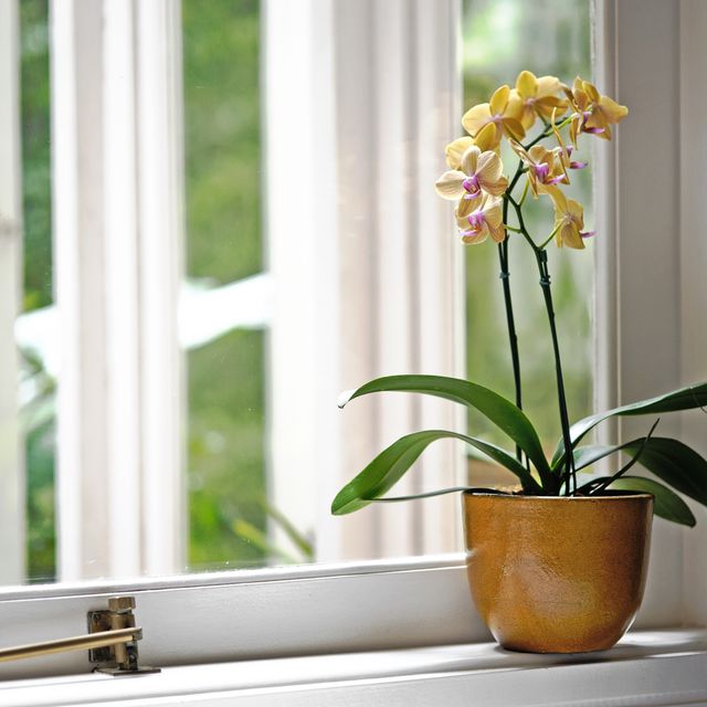 The Top Cleaning Hacks for a Spotless Home - Orchid Cleaning