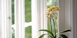 i have many orchids at home i find them beautiful as i live inside a rain forest, i also have many on the trees, the perfect environment for them
