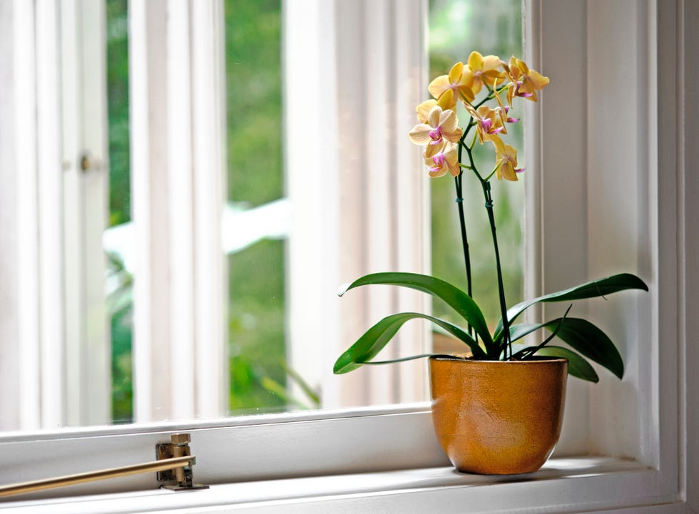 i have many orchids at home i find them beautiful as i live inside a rain forest, i also have many on the trees, the perfect environment for them