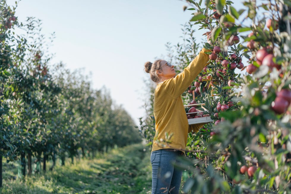 Young woman harvesting apples