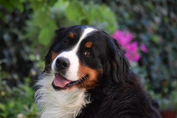 retrato de boyero de berna bonito