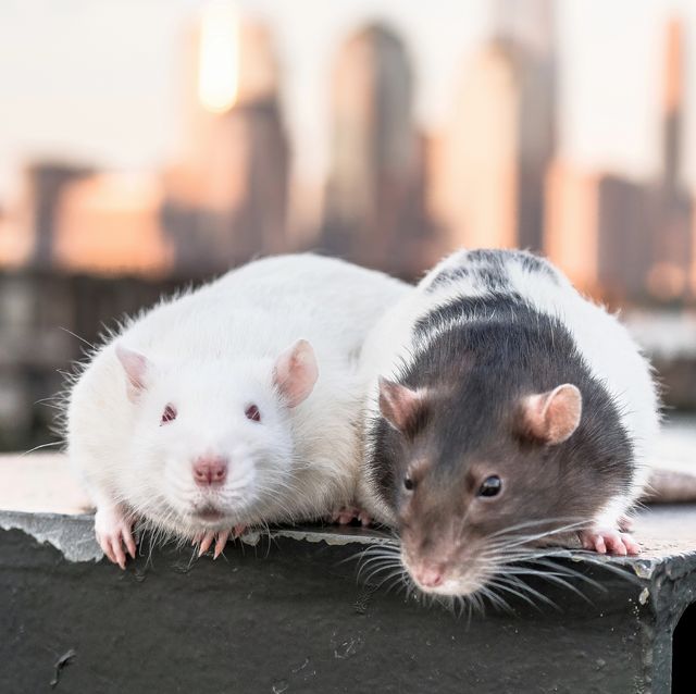 Essential Guide To Rats In The San Francisco Bay Area