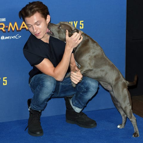 london, england june 15 tom holland attends the spider man homecoming photocall at the ham yard hotel on june 15, 2017 in london, england photo by anthony harveygetty images