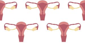 uterus-and-ovaries