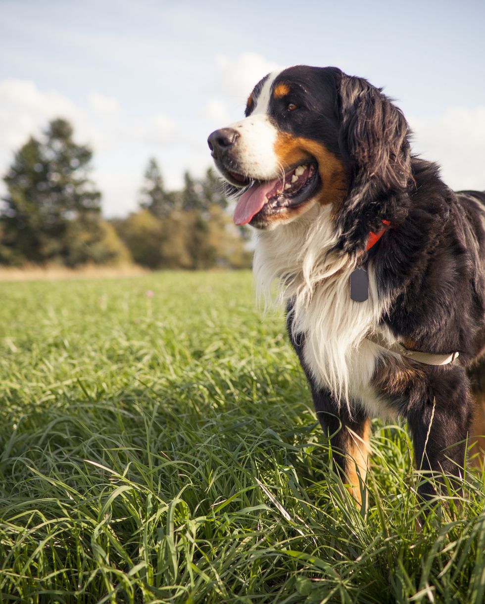 27 Razas de perros más fieles, cariñosas y simpáticas