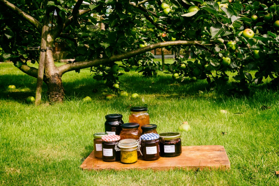 landscape colour photograph of a stack of various homemade jams, preserves, compotes and pickles on a rustic wooden board sat in the middle of a green apple orchard