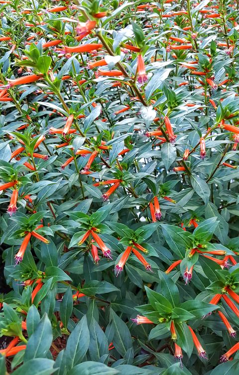 flowers that attract hummingbirds like cuphea
