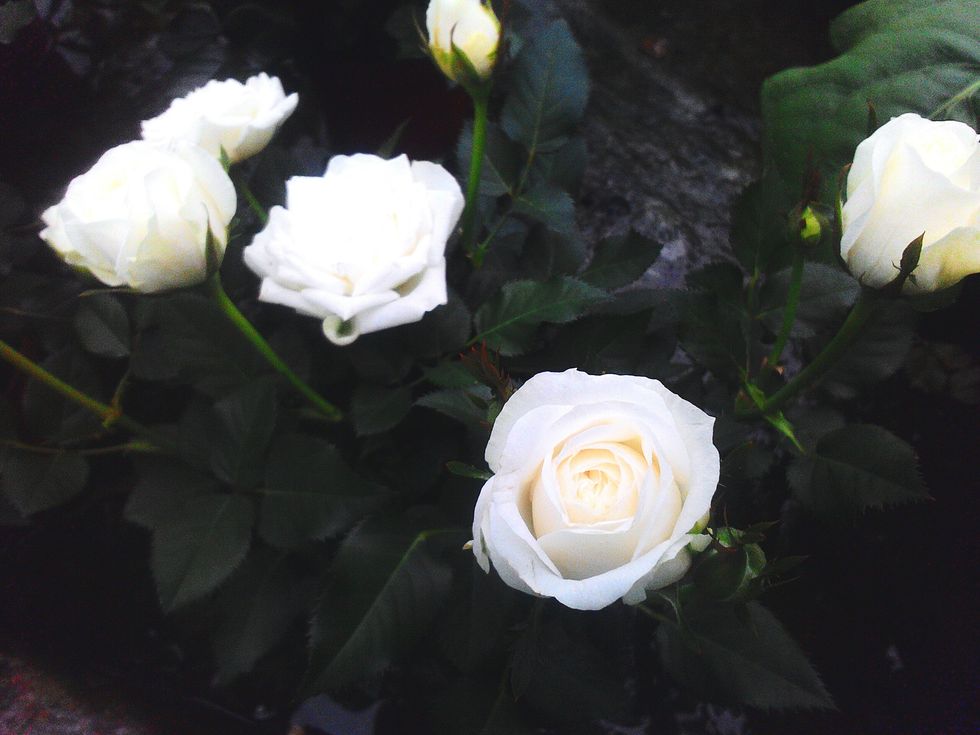 White, Flower, Petal, Julia child rose, Rose, Garden roses, Rose family, Plant, Floribunda, Flowering plant, 