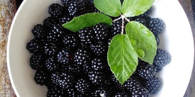 blackberries