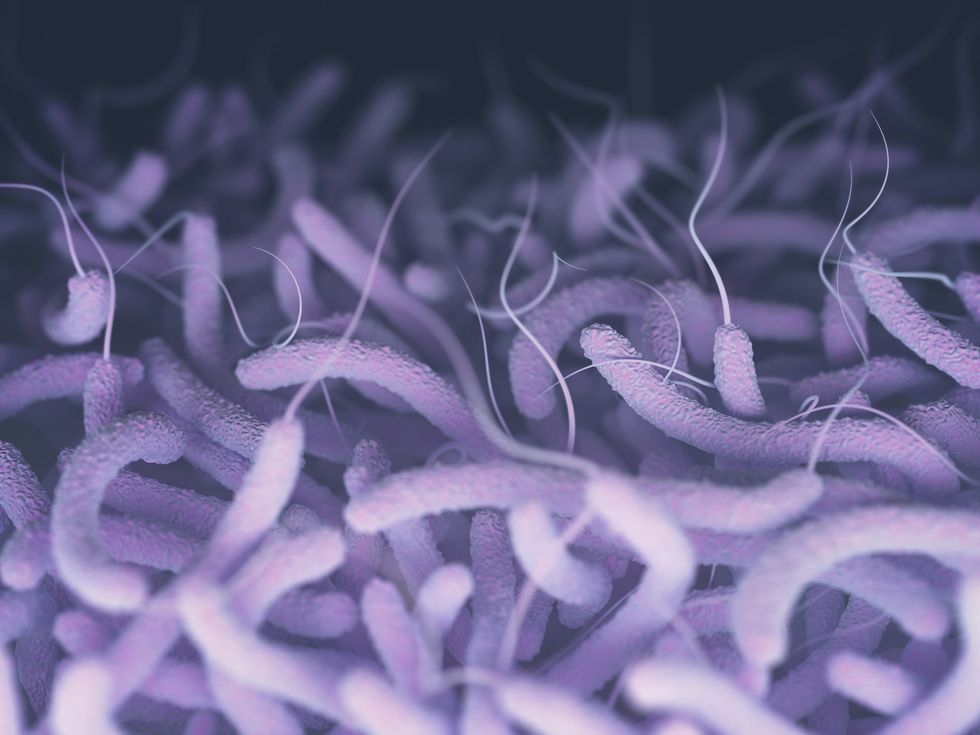 Vibrio bacteria