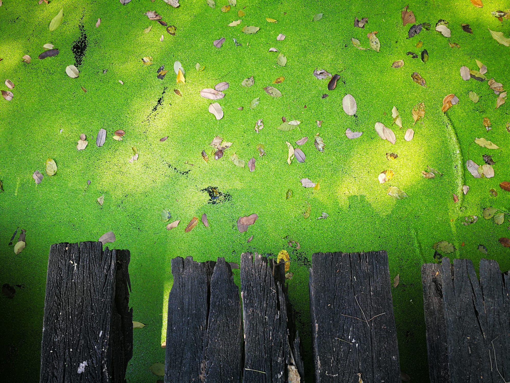 algae
