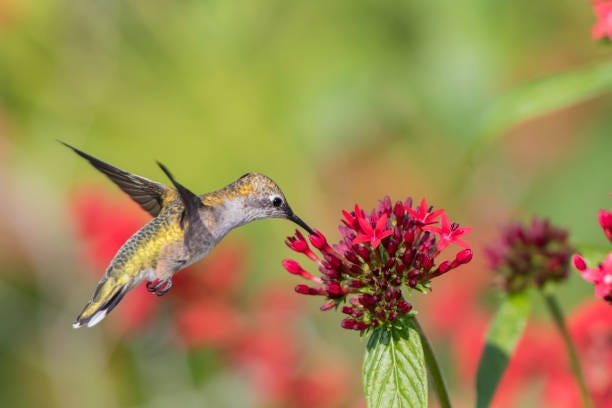 What to Plant in July -10 Flowers and Vegetables to Plant in July