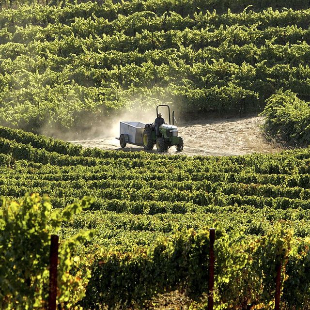 Fall Harvest Underway At Napa Wineries