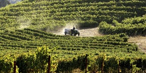 Fall Harvest Underway At Napa Wineries