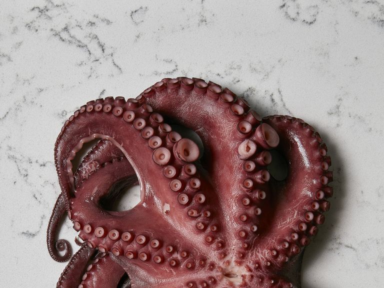 Raw octopus on marble