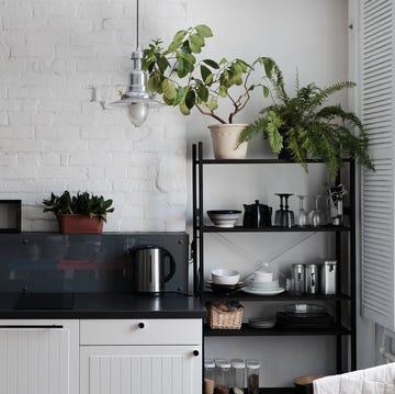best-plant-for-every-room