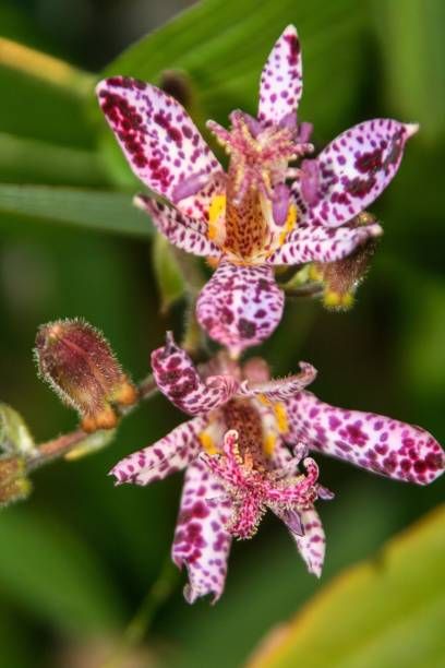 flowers of toad lily tricyrtis