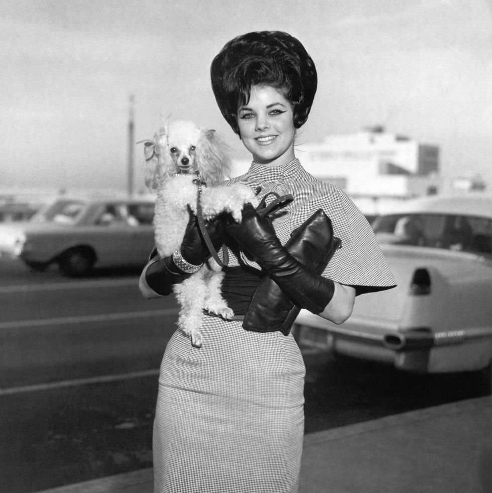 rock and roll singer elvis presleys wife, priscilla beaulieu presley, with her dog, honey, at memphis international airport, memphis, tennessee, 11th january 1963 photo by michael ochs archivesgetty images