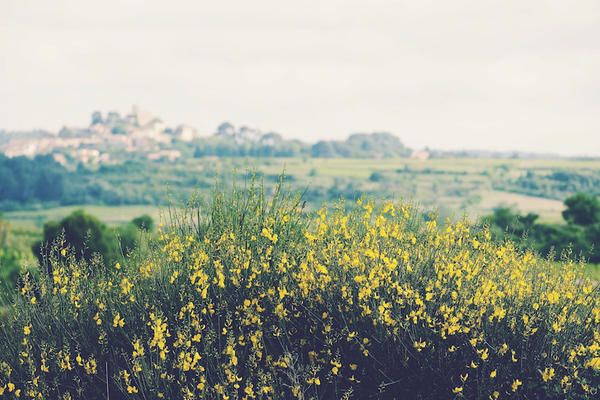 People in nature, Yellow, Field, Canola, Rapeseed, Plant, Natural landscape, Flower, Natural environment, Spring, 